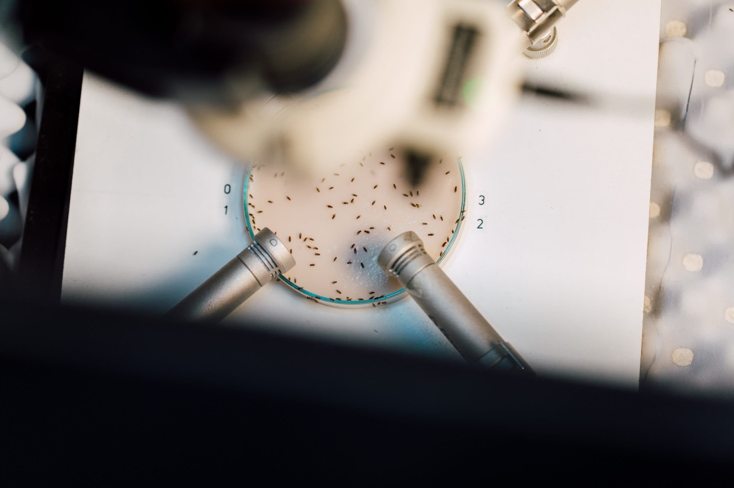 03-damm-sprache_der_fliegen-scaled