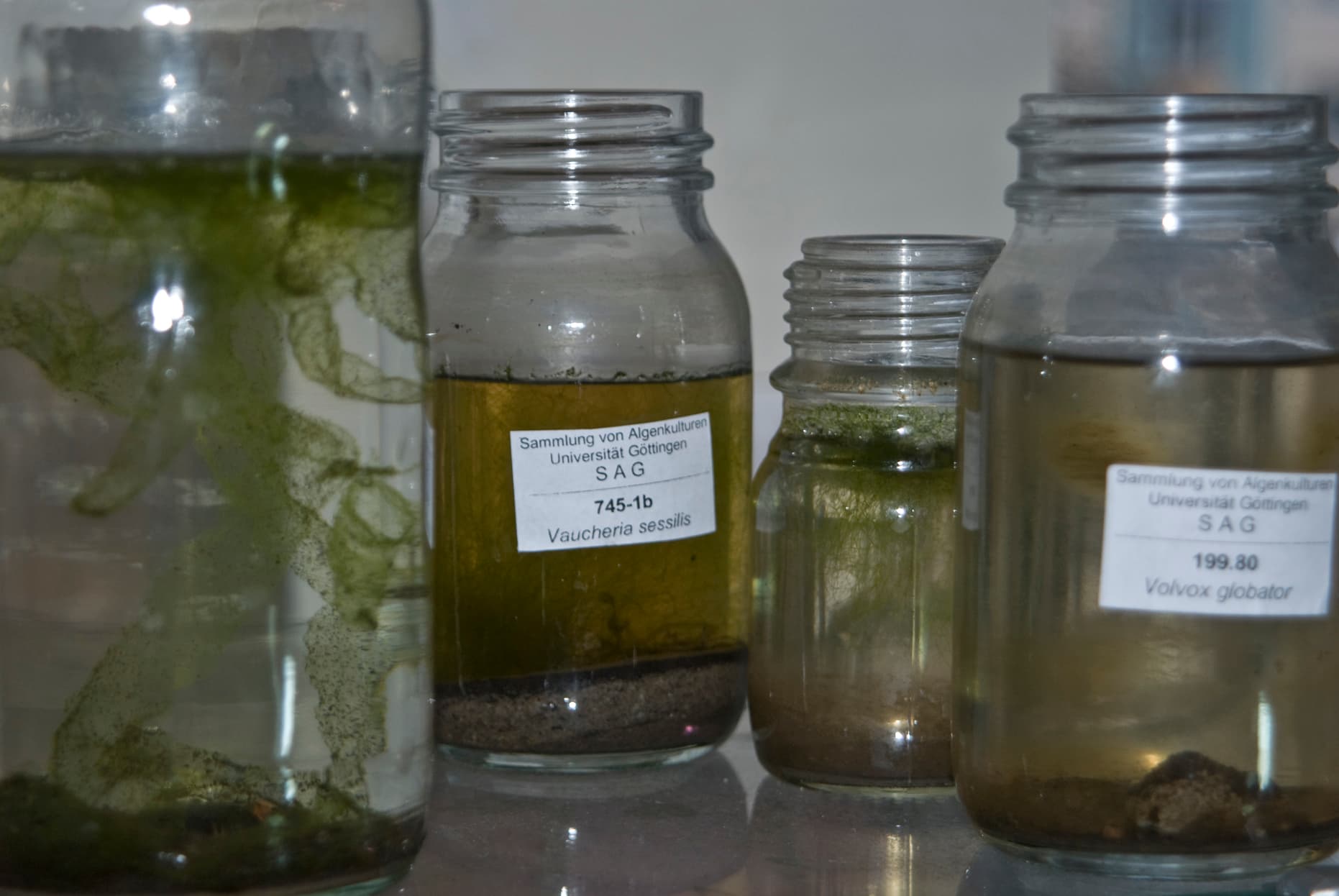 7_algae-experiments_4p